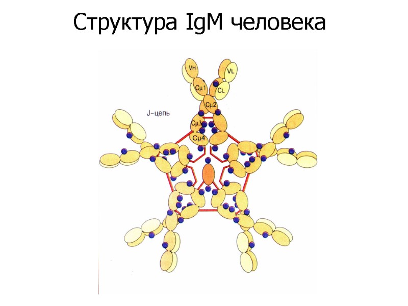 Структура IgM человека